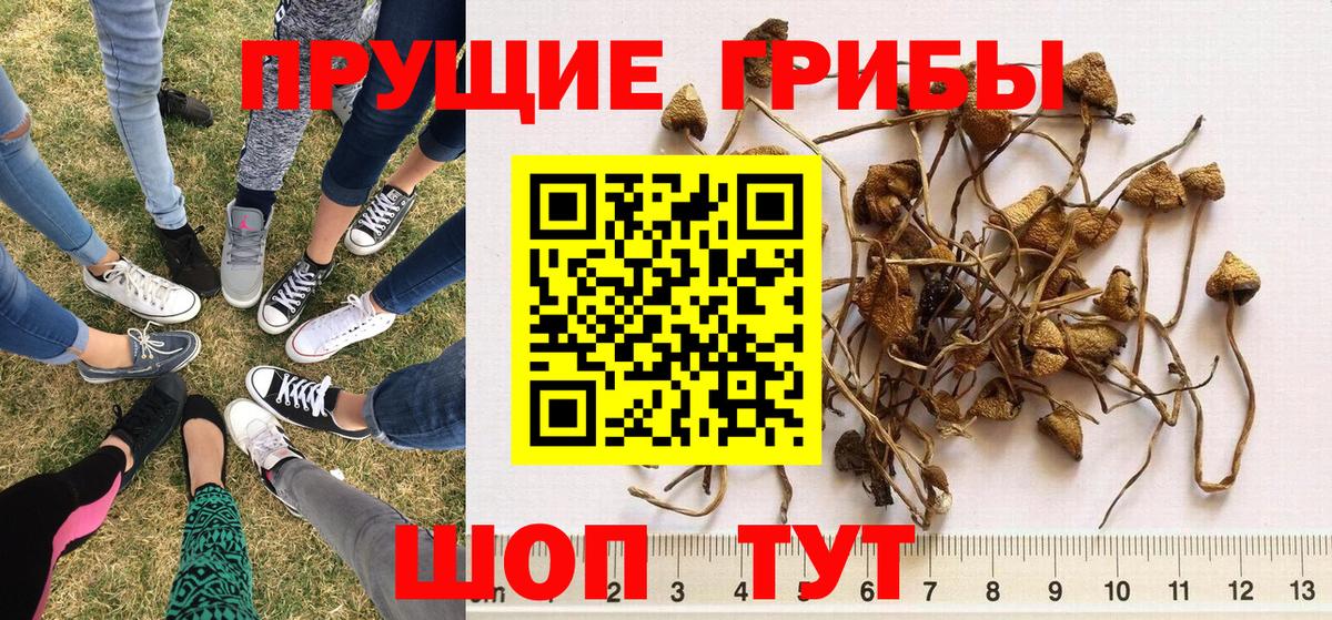 Касимов  Псилоцибиновые грибы Psilocybine cubensis  Вход с VPN  Галлюциногенные грибы Psilocybine cubensis 